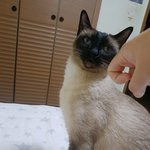 고양이도 삐지는 거 알아?