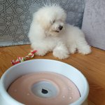 [댓글부탁해] 우리 강아지 이름 좀 지어줘!!