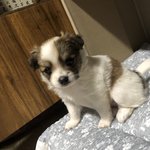 [댓글부탁해] 강쥐 이름 좀 지어주라~~