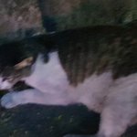 [고양이] [긴급]도움이필요해요