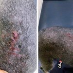 [방탈죄송] 저희개를 문 개의 견주에게 협박당하고 있습니다.