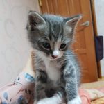 <b>도로</b>에서 죽을뻔한 고양이 냥줍했어요