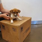 [강아지] 할부지가 버리신 <b>믹스</b>견 아기