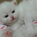 [고양이] 나는 열한살 할배 고양이 싼쵸옹 19