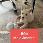 [강아지] 풀숲에 <b>어미</b>와 버려진 7남매중 남아