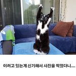 [모두드루와] 사진 찍을 때마다 <b>포즈</b> 취하는 고양이