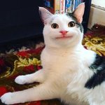 [모두드루와] 트와이스 <b>다현</b> 고양이ㅎㅎㅎ개졸귀ㅎㅎ