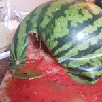 쿠×새벽배송 수박 테러