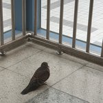 비둘기 날개가 <b>퇴화</b>되면 어떨까요