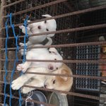 [꼭봐주세요] <b>동물</b>학대 신고 가능한가요?