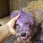 [강아지] <b>푸들</b>아이 좀 봐주세요