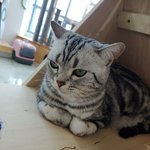 [댓글부탁해] 고양이 귀여운척 <b>오짐</b> ㅋㅋㅋㅋ