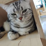 [댓글부탁해] 고앵<b>샛기</b> ㅈㄴ 까칠해 ㅠ