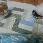 [고양이] 나는 열한살 할배 고양이 싼쵸옹 20