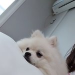 [강아지] 우리 만두보고 힐링하세요~ ㅎ