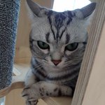 [댓글부탁해] 고앵이 <b>화난</b>거같다 추반 ㄱ