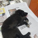 [강아지] 구더기가 끓고있어요