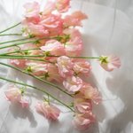 [댓글부탁해] <b>블로그</b> 주고 80만원 준다는데