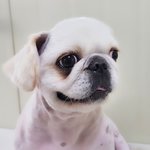 <b>밍키</b>/페키니즈/남아(중성화완료)/2살추정/5kg  *반가움에 꼬리를...