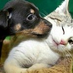 보고<b>시포</b>.