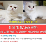 [고양이] 서울 <b>은평구</b>에서 잃어버린 고양이를 찾고있습니다