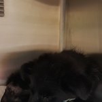 [강아지] 구더기 끓던아이 소식입니다