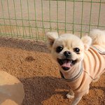 공주/포메라<b>이언</b>/여아/2살/2kg *사람과 함께 하고싶은 아이