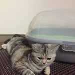 [댓글부탁해] 고양이 지화<b>장실</b> 옆에서 자고있음