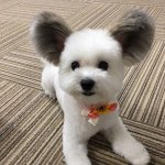 ㅈㄴ <b>흉측</b>한 꿈 꿈