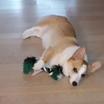 너네 강아지 고양이 <b>햄스터</b> 등등 자랑하고강