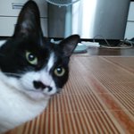 [고양이] 흥국입니다.