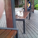 긍정적인 고양이(길양이)