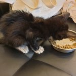 [고양이] +입양보냈어요!!)길고양이 구조했는데 도움이 필요해요