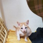 [고양이] <b>치즈</b> 아깽이 가족이 되어주세요