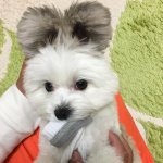 호텔이나 모텔 미<b>성년</b>자