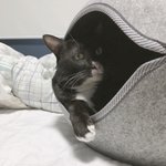 [드루와] 고양이 개<b>띨빵</b>함