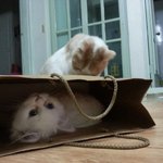 [고양이] 나는 열한살 할배 고양이 싼쵸옹 21
