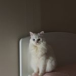[고양이] 꾸룽이<b>아가</b>