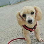 루시/푸들/<b>여아</b>/2살/3.5kg *사랑받고 싶은 루시입니다.