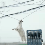 <b>염소</b>나 먹어라