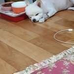 귀여워..