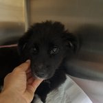 [강아지] 구더기아이 소식입니다