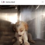 끓은 물과 함께 버려져 화상학대를 입은 미오. 편히 눈감을 수 있도록...