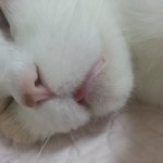 [고양이] 나는 열한살 할배 고양이 싼쵸옹 22