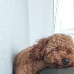 울<b>집</b> 갱<b>얼</b>쥐 코 골아