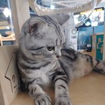 [댓글부탁해] 이 <b>고앵이</b> 이름 줄무늬 어때 추반