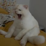 [댓글부탁해] <b>하품</b>하는 호랑이 귀엽다 추반