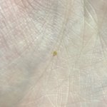 얘들아 나 피지 <b>왕건</b>이 뽑음