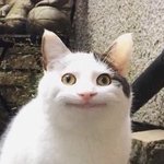 [드루와] 기묘한이야기 스티브 <b>빌리</b>