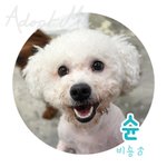[강아지] 왕 귀여운 빅숑 슌이예요 : ) * 유기견 <b>비숑</b> 입양...